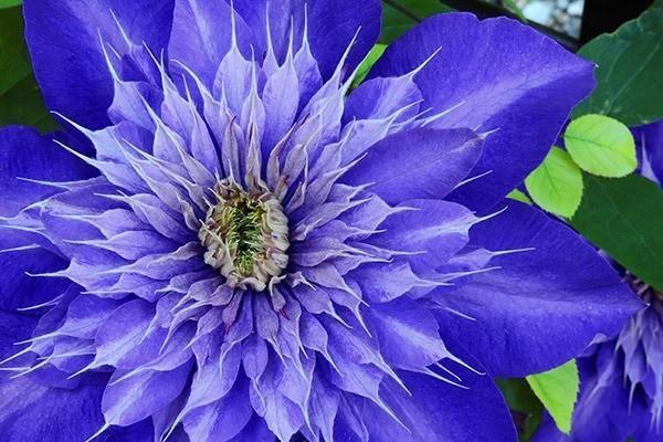 Clematis – Wunderschöne, robuste Sorten