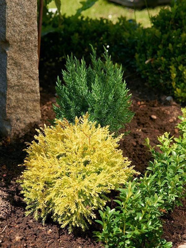 Thuja