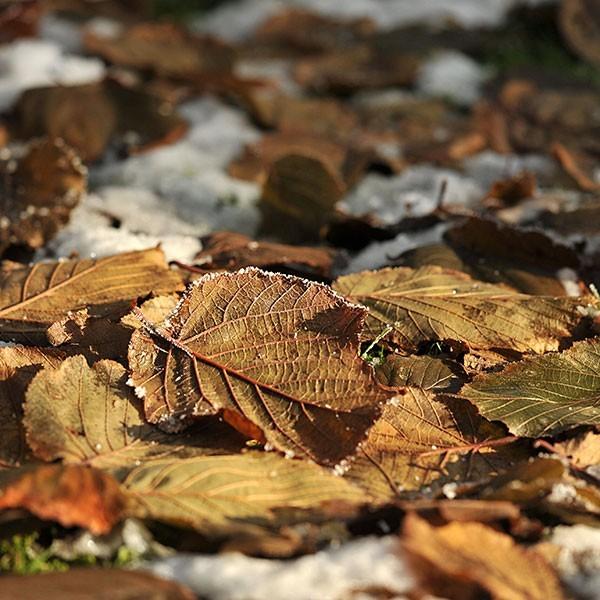 Herbstvorbereitungen für den Garten