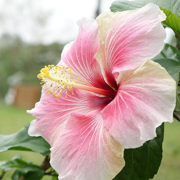 Winterharter Hibiskus bringt Exotik in den Garten · Wächter