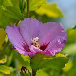 Winterharter Hibiskus bringt Exotik in den Garten · Wächter