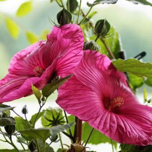 Winterharter Hibiskus bringt Exotik in den Garten · Wächter
