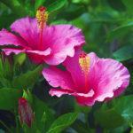 Winterharter Hibiskus bringt Exotik in den Garten · Wächter