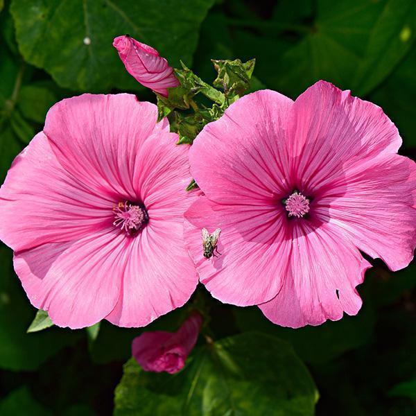 Winterharter Hibiskus bringt Exotik in den Garten · Wächter