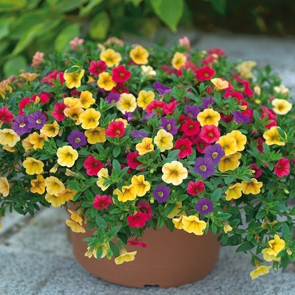 Petunie 'Carneval': die Karnevalspetunie