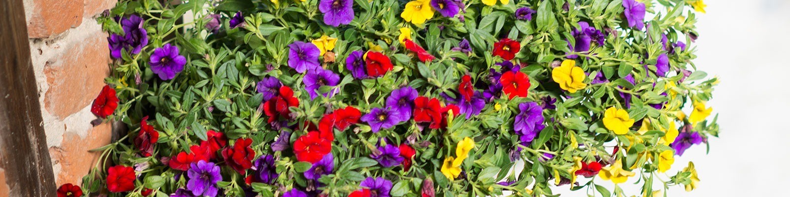 Petunie 'Carneval': die Karnevalspetunie