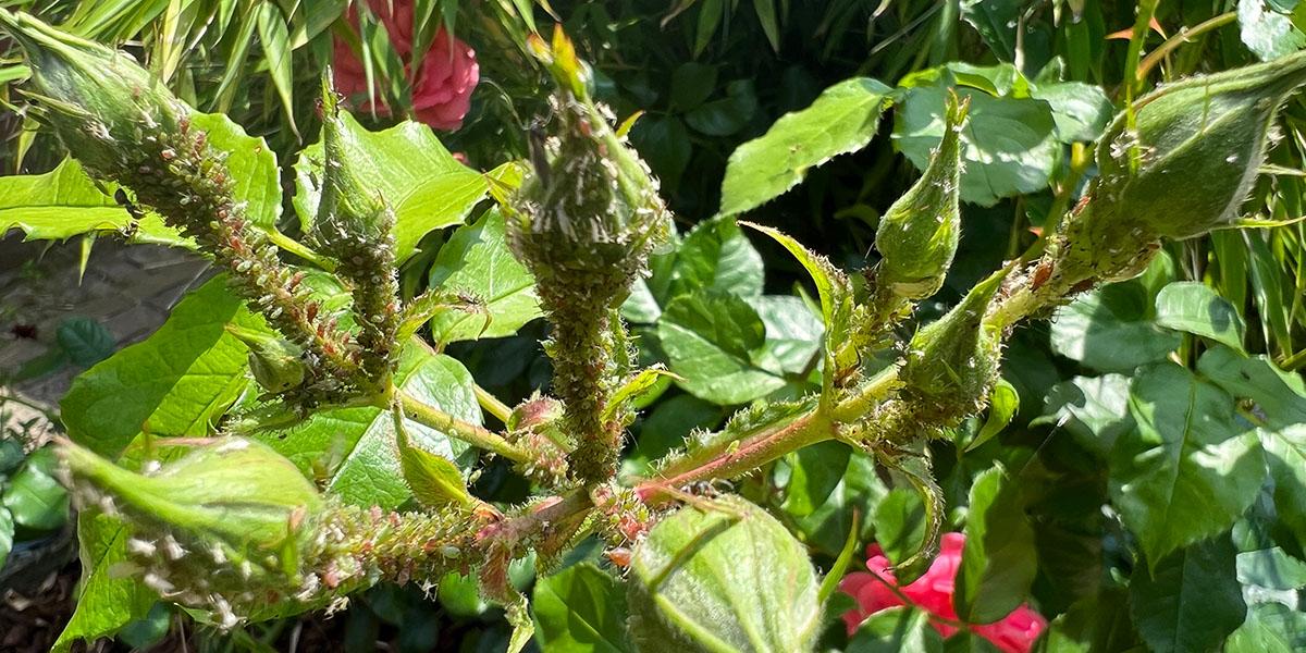Blattläuse an Rosen – so werden Sie sie los