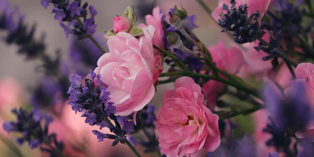 Traumhaft schön: Rosen und Lavendel