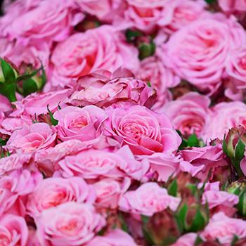Pinke Rosen mit vielen Blüten