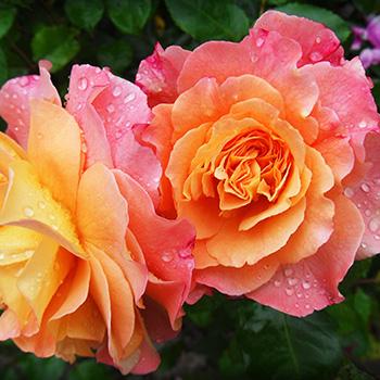 Rosen mit Verlauf von Orange zu Lachsfarben