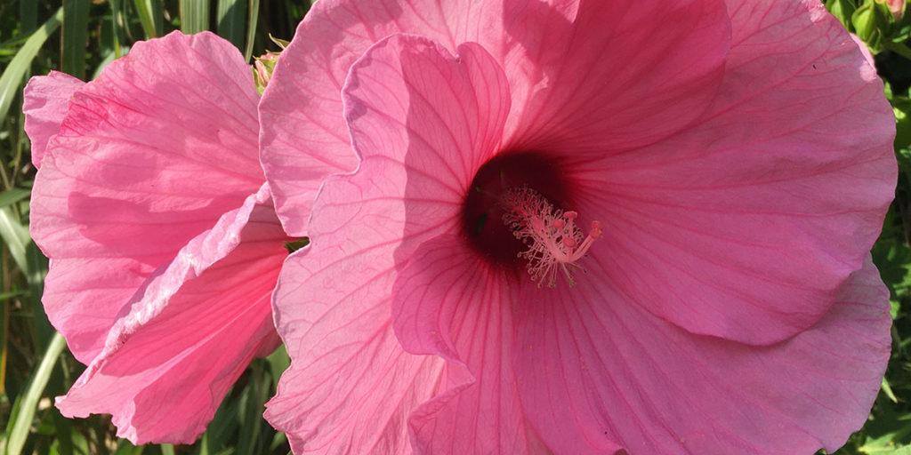 Winterharter Hibiskus bringt Exotik in den Garten Winterharter Hibiskus bringt Exotik in den Garten