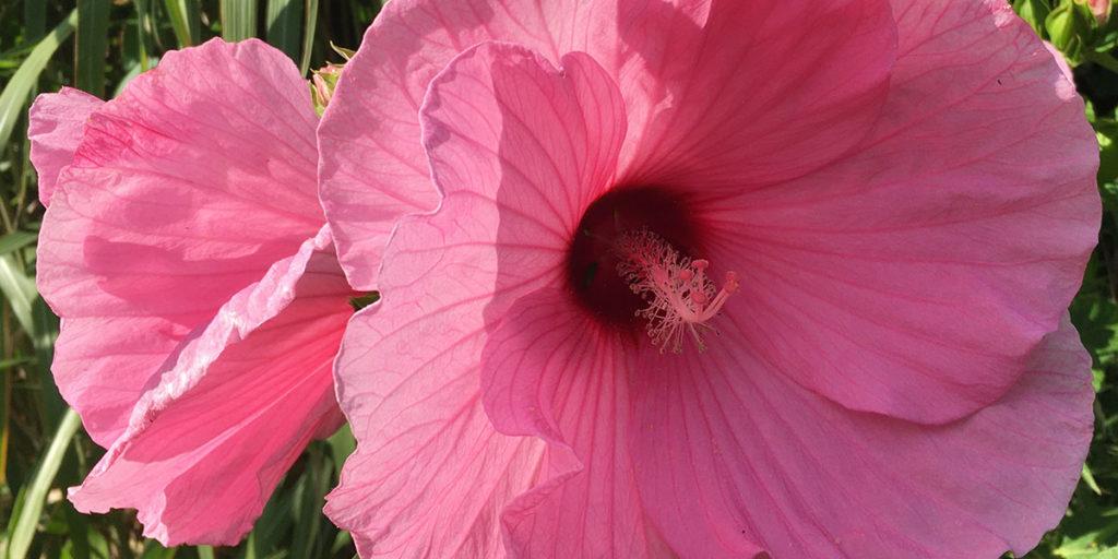 Winterharter Hibiskus bringt Exotik in den Garten