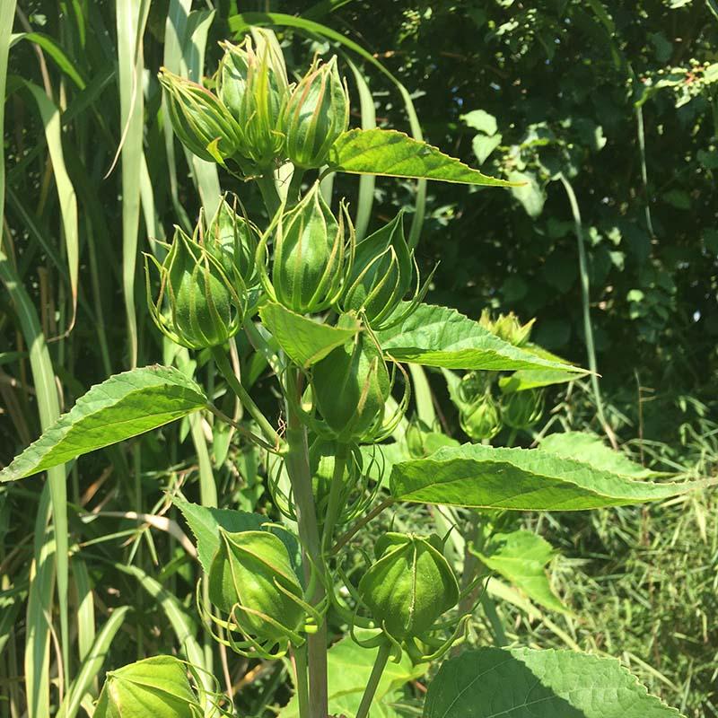 Grüne Knospen beim Strauchhibiskus