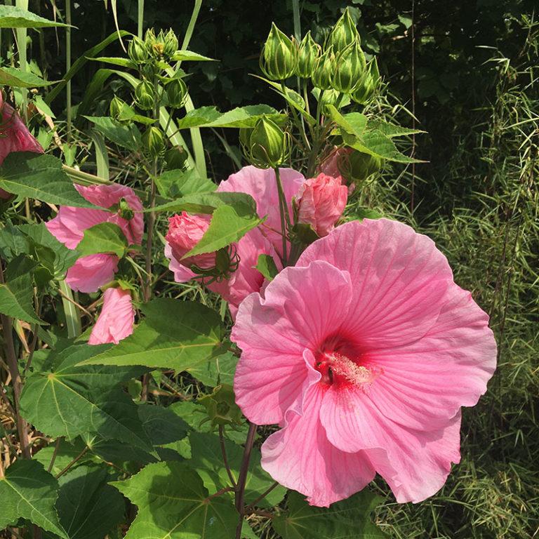 Winterharter Hibiskus bringt Exotik in den Garten · Wächter Pflanzencenter