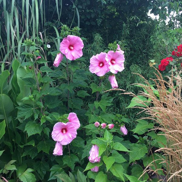 Winterharter Hibiskus bringt Exotik in den Garten · Wächter Pflanzencenter