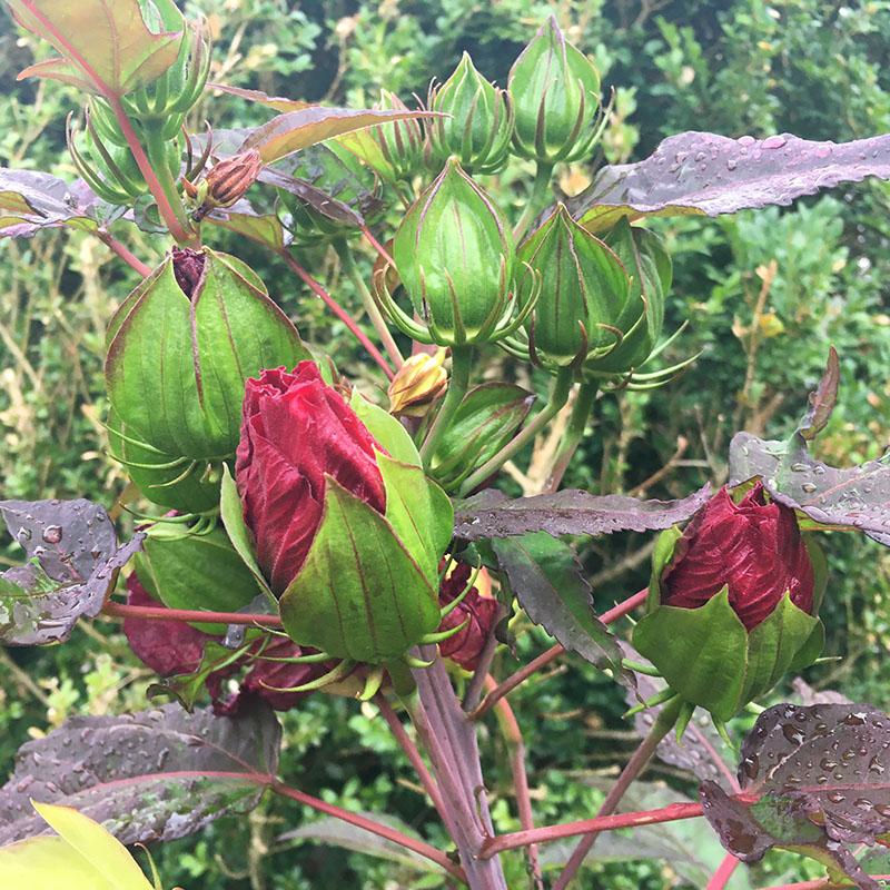 Knospen beim Strauchhibiskus