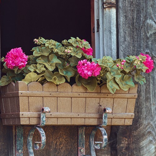 So überstehen Ihre Kübel- und Balkonpflanzen die Sommerhitze