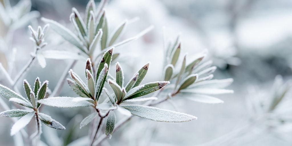 Winterhärtezonen im Überblick Winterhärtezonen im Überblick