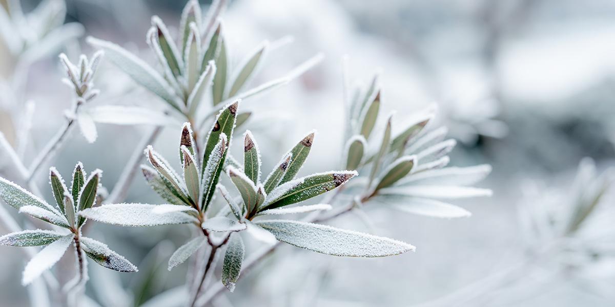 Winterhärtezonen im Überblick Winterhärtezonen im Überblick