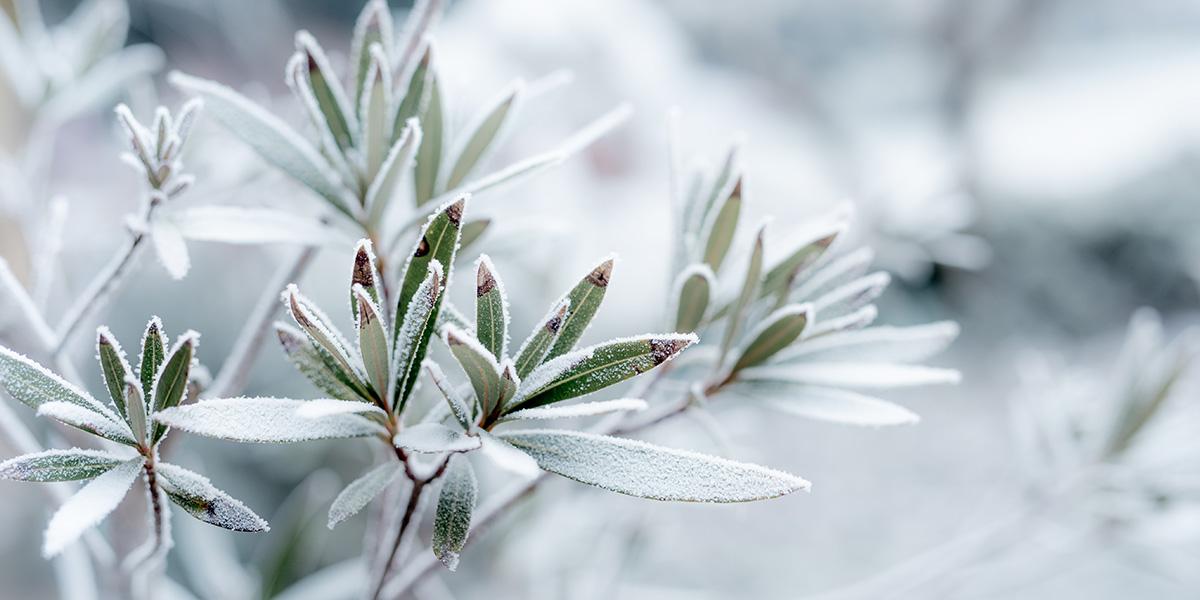 Winterhärtezonen im Überblick