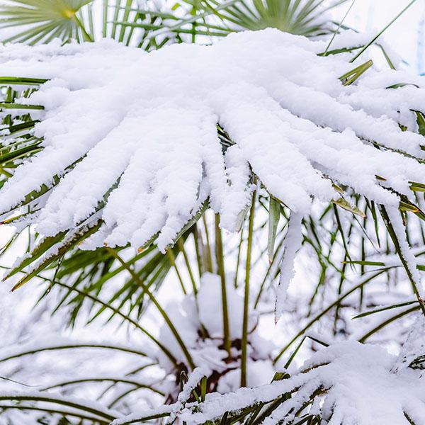 Palme im Schnee