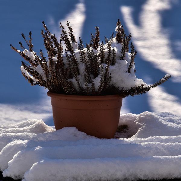 Heidekraut kann den Winter gut ab