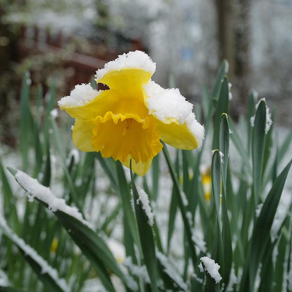 Narzisse im Winter