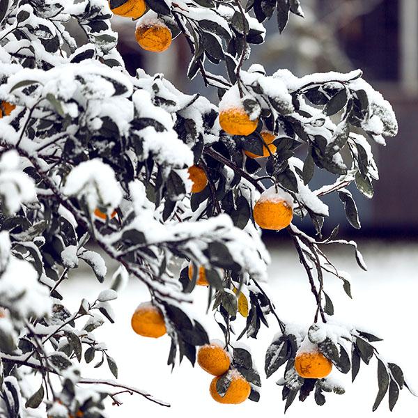 Orangenbäumchen im Winter