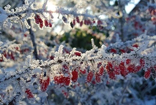 Winterschutz Handeln Sie Jetzt Wachter Pflanzencenter