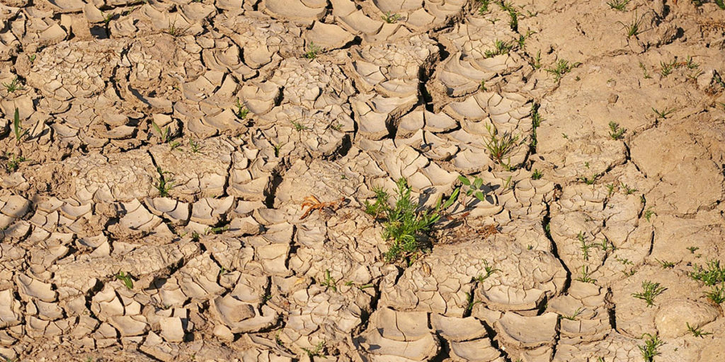 Gartenboden verbessern mit Bodenaktivator