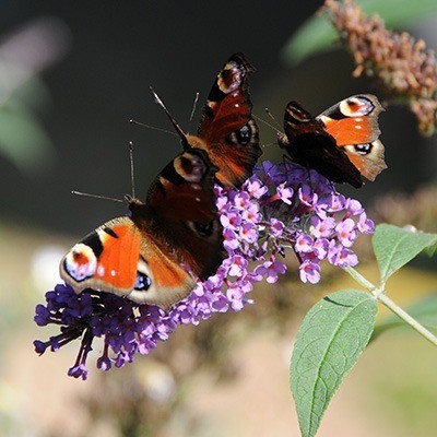 Schmetterlingsflieder mit Biene