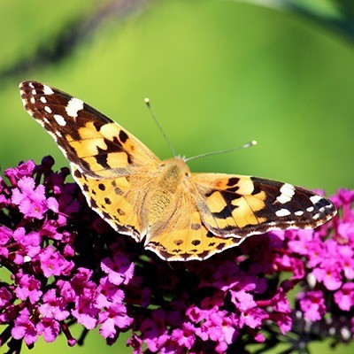 Sommerflieder – Magnet für Schmetterlinge