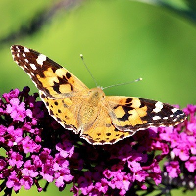 Schmetterlingsflieder mit Biene