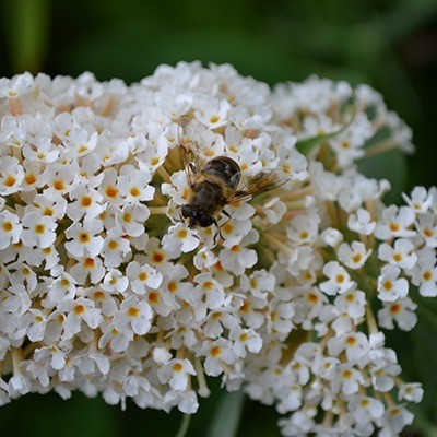 Schmetterlingsflieder mit Biene