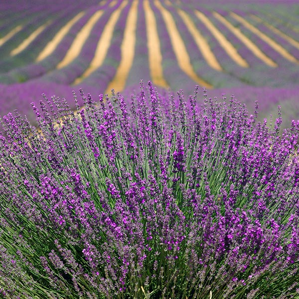 Göttlicher Lavendel