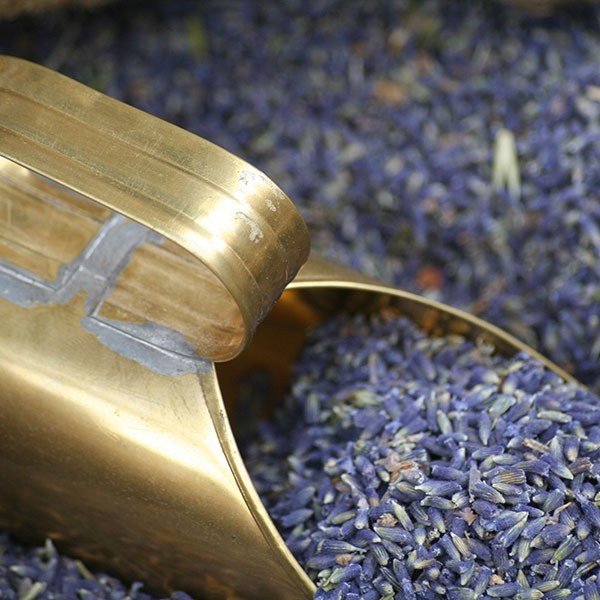 Göttlicher Lavendel