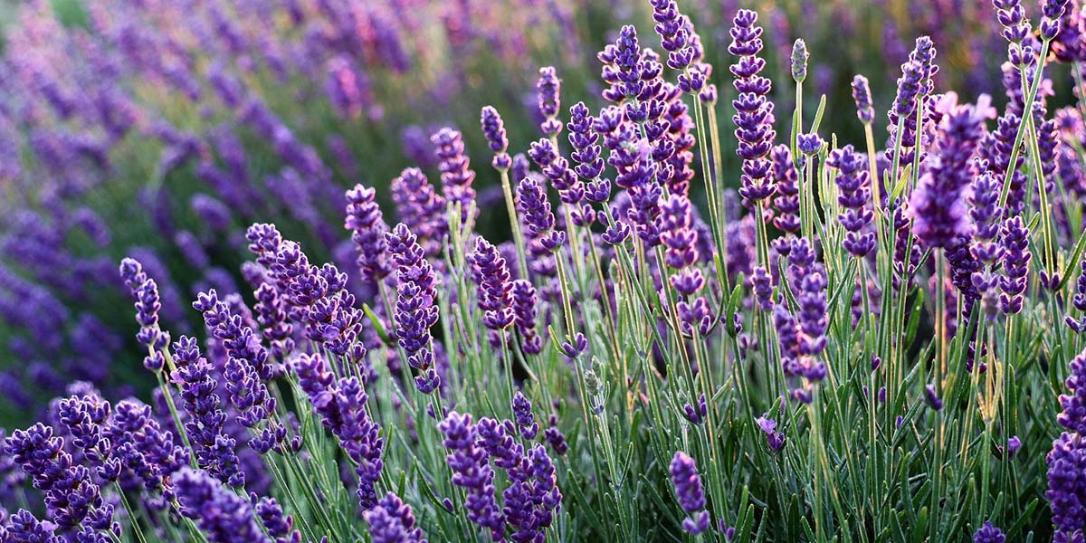 Lavendel – Duftpflanze und Heilkraut