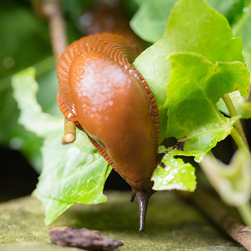 Nacktschnecken schonend in den Griff bekommen