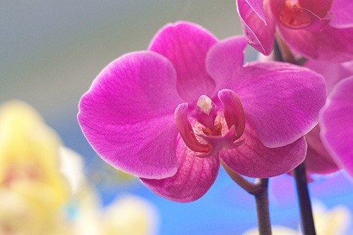 So topft man Orchideen richtig um!