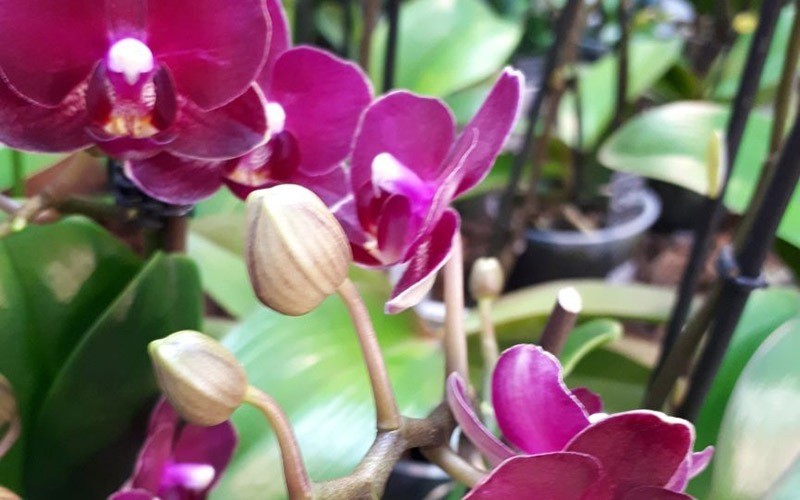 Best of Orchideen – Unsere erklärten Lieblinge