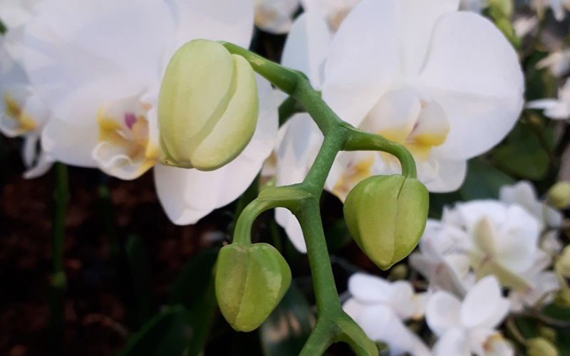 Best of Orchideen – Unsere erklärten Lieblinge