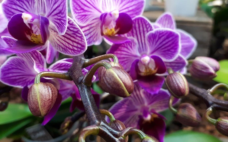 Schmetterlings­orchideen (Phalaenopsis) – Alle Fragen beantwortet