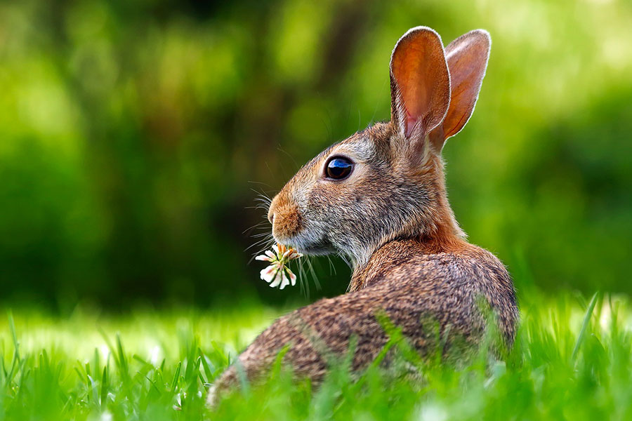 Rasenpflege im Frühjahr – Tipps für ein gesundes Grün