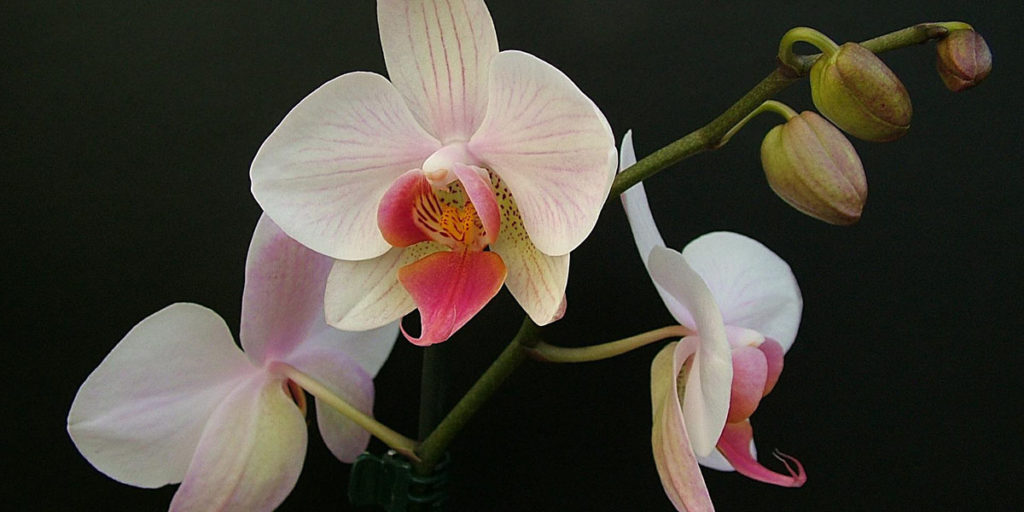 Phalaenopsis Phalaenopsis