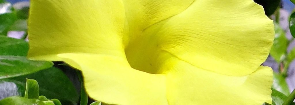 Gelbe trichterförmige Blüte einer Mandevilla