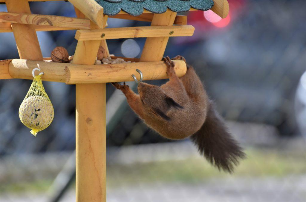 Eichhörnchen klauen sich gern Nüsse, die Knödel interessieren sie nicht