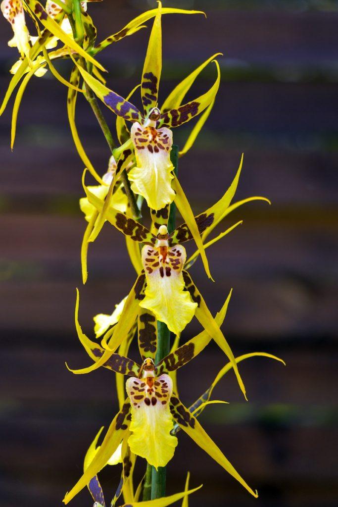 Best of Orchideen: die schönsten Orchideenarten