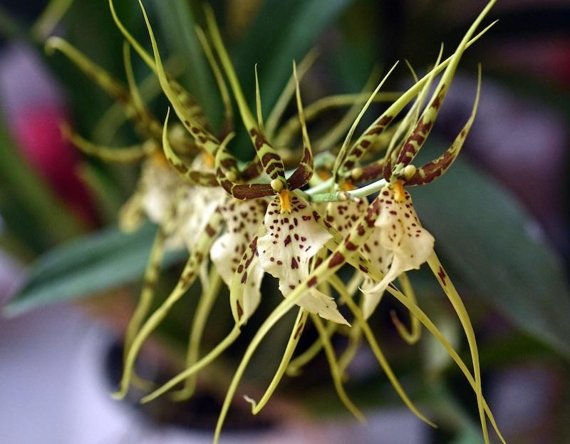 Best of Orchideen: die schönsten Orchideenarten