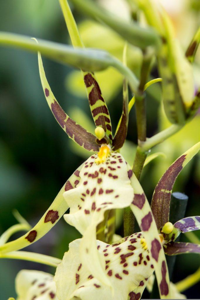 Orchidee Cambria Orchidee Cambria