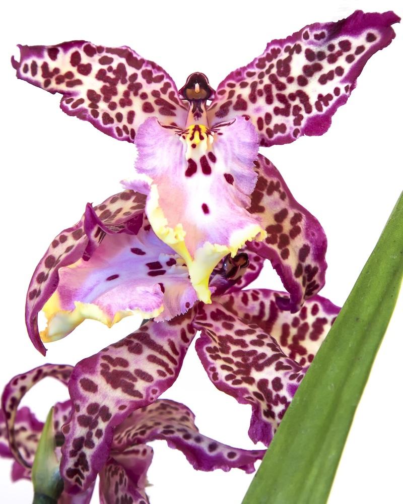 Orchidee Cambria Orchidee Cambria